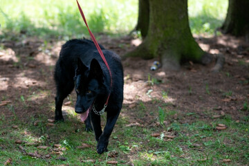 Black German Shepherd walking in the park.