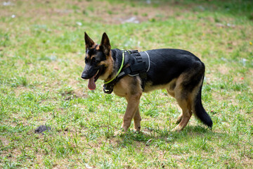 Service German Shepherd, in unloading, sticking out his tongue, stands on the grass