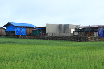 Fototapeta na wymiar rice paddies in the fields