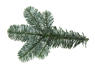 Green branch of nobilis fir isolated on white.