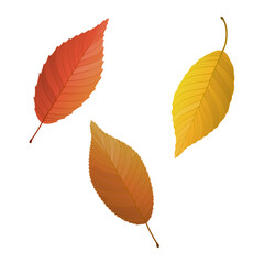 Vector illustration of autumn leaves isolated on background.