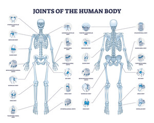 Joints of human body with all medical parts collection in outline diagram. Labeled educational scheme with skeleton and bone connection points location vector illustration. Anatomical explanation.