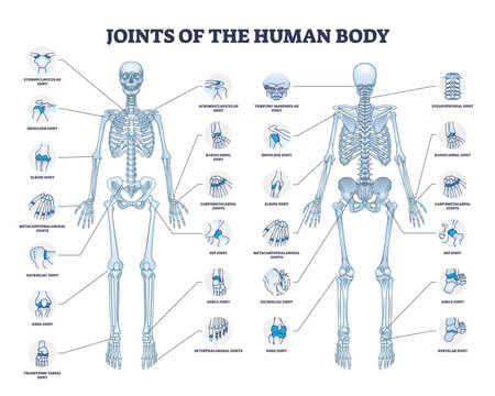 Joints of human body with all medical parts collection in outline diagram. Labeled educational scheme with skeleton and bone connection points location vector illustration. Anatomical explanation.