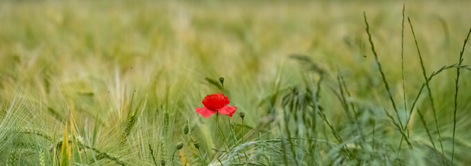 Two blossom poppies in a wheat field in spring, colorful background
