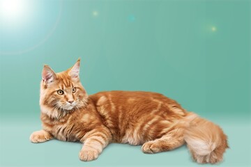 Senior cat lying sideways on colored background. Stretched out and relaxed enjoying live.