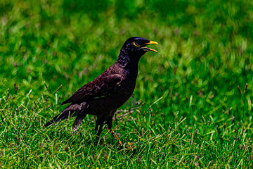 yellow-billed starling on а grass
