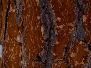 Texture of gnawed tree in forest. Damaged bark and wood. A coniferous tree with dark brown textured...