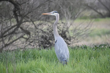 great blue heron