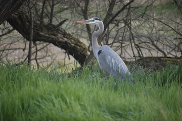 great blue heron