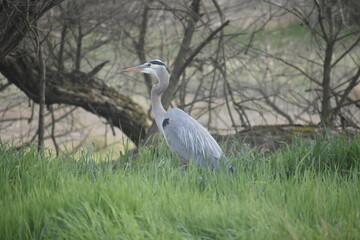 grey heron in the grass
