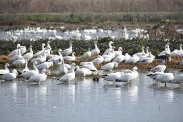 pelicans on the river