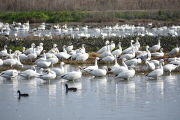 flock of pelicans