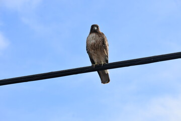 bird on a wire