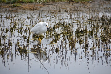 heron in the marsh