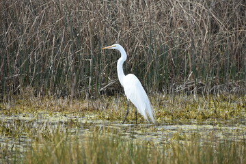 great white heron
