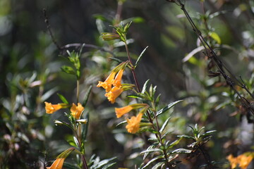 orange flower in the garden