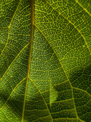 green leaf texture