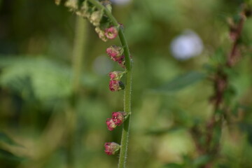 red and yellow flowers
