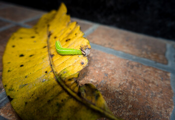 A close up shot of Melanitis leda, the common evening brown Caterpillar on a hard surface background. India