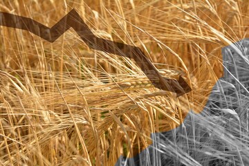 Problems with the supply of wheat and flour. Food supply crisis.