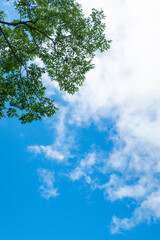 Obraz premium 青い空、白い雲、緑の木々 夏の3色