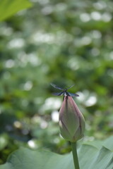 チョウトンボと蓮の花