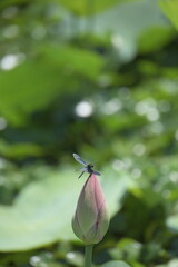 チョウトンボと蓮の花