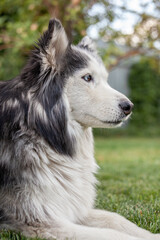 A beautiful Siberian Husky dog lies on a green lawn in the warm season. Close-up