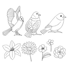 Birds and flowers set vector illustration, hand drawing sketch