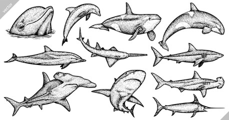 Vintage engrave isolated saw fish illustration killer whale ink sketch. Wild hammer shark background line dolphin vector art © Turaev