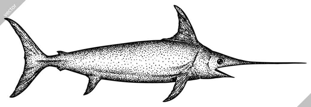 Vintage engrave isolated saw fish illustration killer whale ink sketch. Wild hammer shark background line dolphin vector art