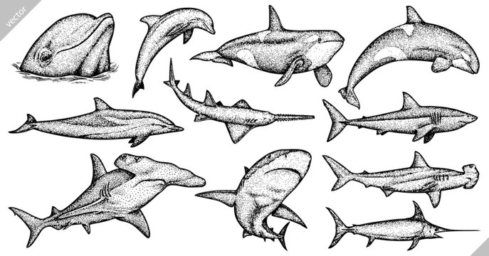 Vintage engrave isolated saw fish illustration killer whale ink sketch. Wild hammer shark background line dolphin vector art