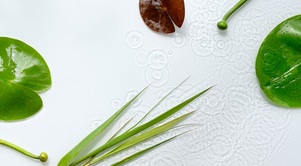 Water lily leaves and buds on off white background. Panoramic banner compositon, natural sunlight,...