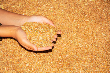 Grain in the hands of a farmer close-up. He holds the grain in the palms of his hands