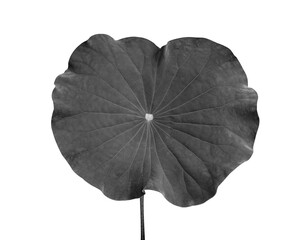 Black and white Lotus leaf isolated on white background.