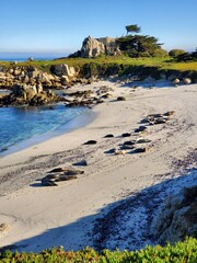 Fototapeta na wymiar Seals on beach