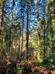 Morning sunlight in woods