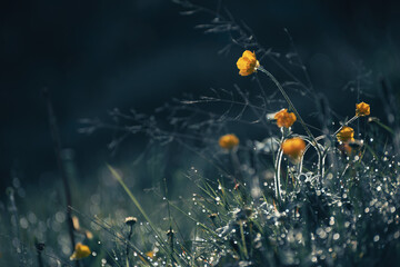 Wild yellow flowers with morning dew in the forest at sunrise.