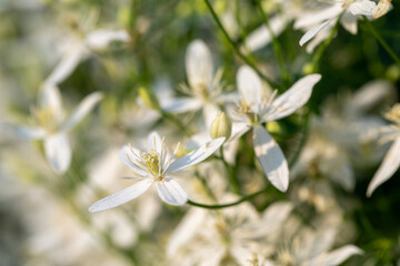 White flowers on a blurred natural background. Flowering shrub with tiny white flowers. Beautiful flowering branch. Flowering plant at sunset.