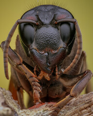 stag wasp on wood