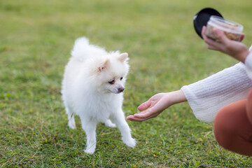 White pomeranian dog give hand shake to the pet owner