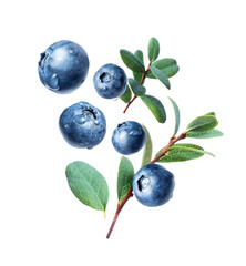 Drops of water on blueberries with green leaves in close-up on a white background