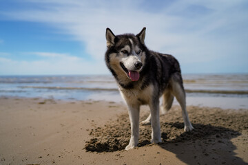Fototapeta na wymiar Husky dog on the beach