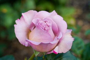 pink rose
