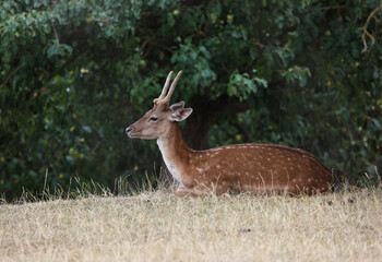 The deer lies in the grass at the edge of the forest