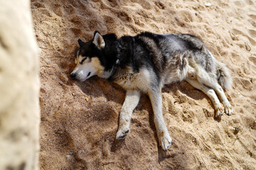 Siberian husky sleeping on the beach. 