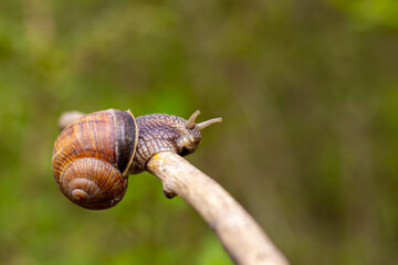 A large snail close-up crawls on a stick on a blurred background. Selective focus.