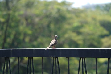 bird on a fence