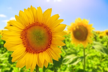 Fototapeta premium Sunflower on blurred nature background. agriculture summer with sunflowers field
