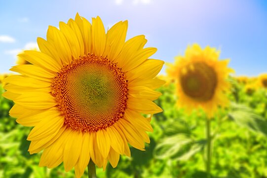 Sunflower on blurred  nature background. agriculture summer with sunflowers field